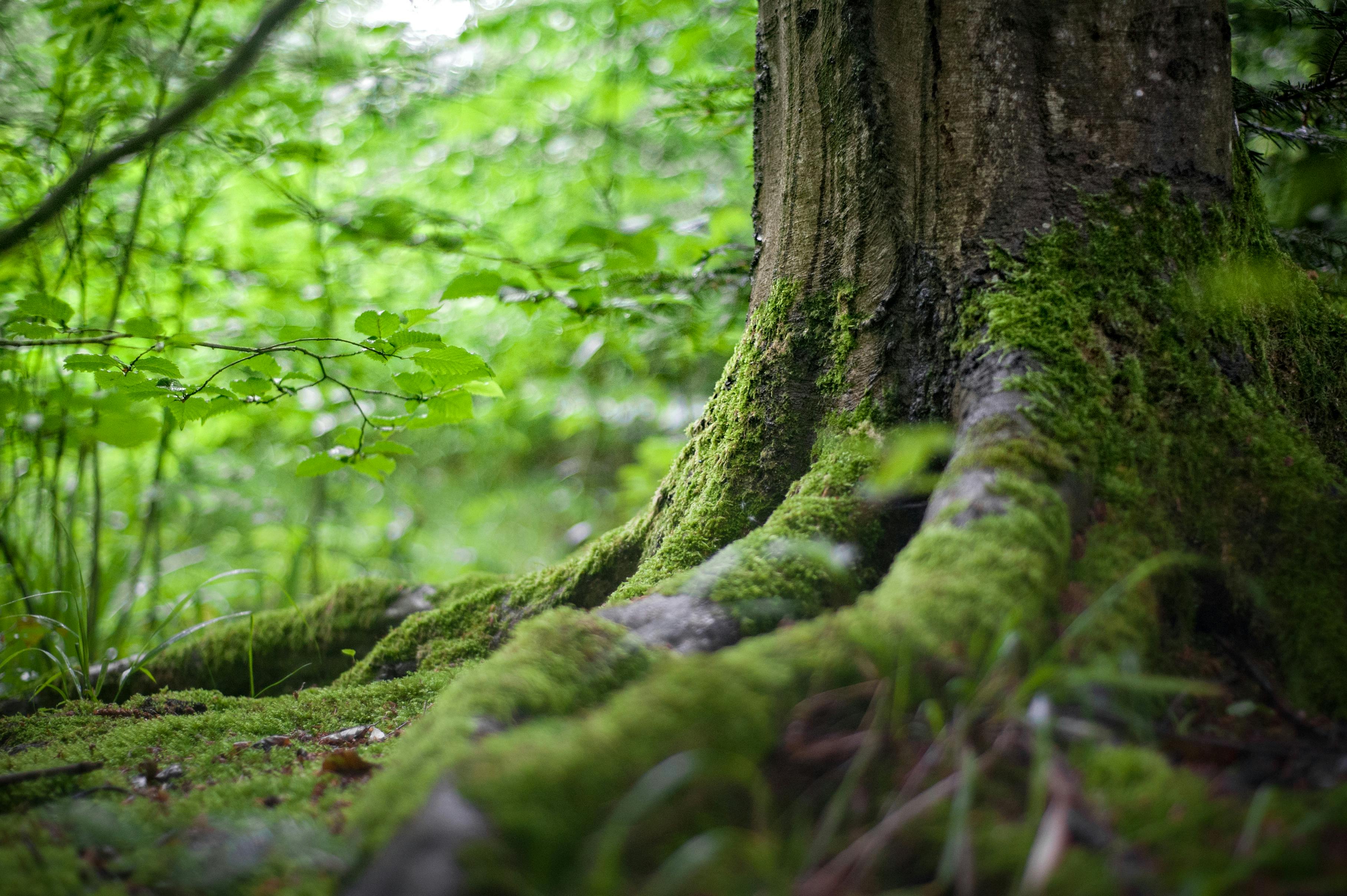 Wald Nachhaltigkeit